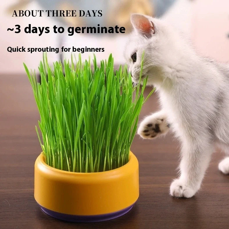 Blue hydroponic cat grass kit with growing cup and seed packets for soilless indoor planting