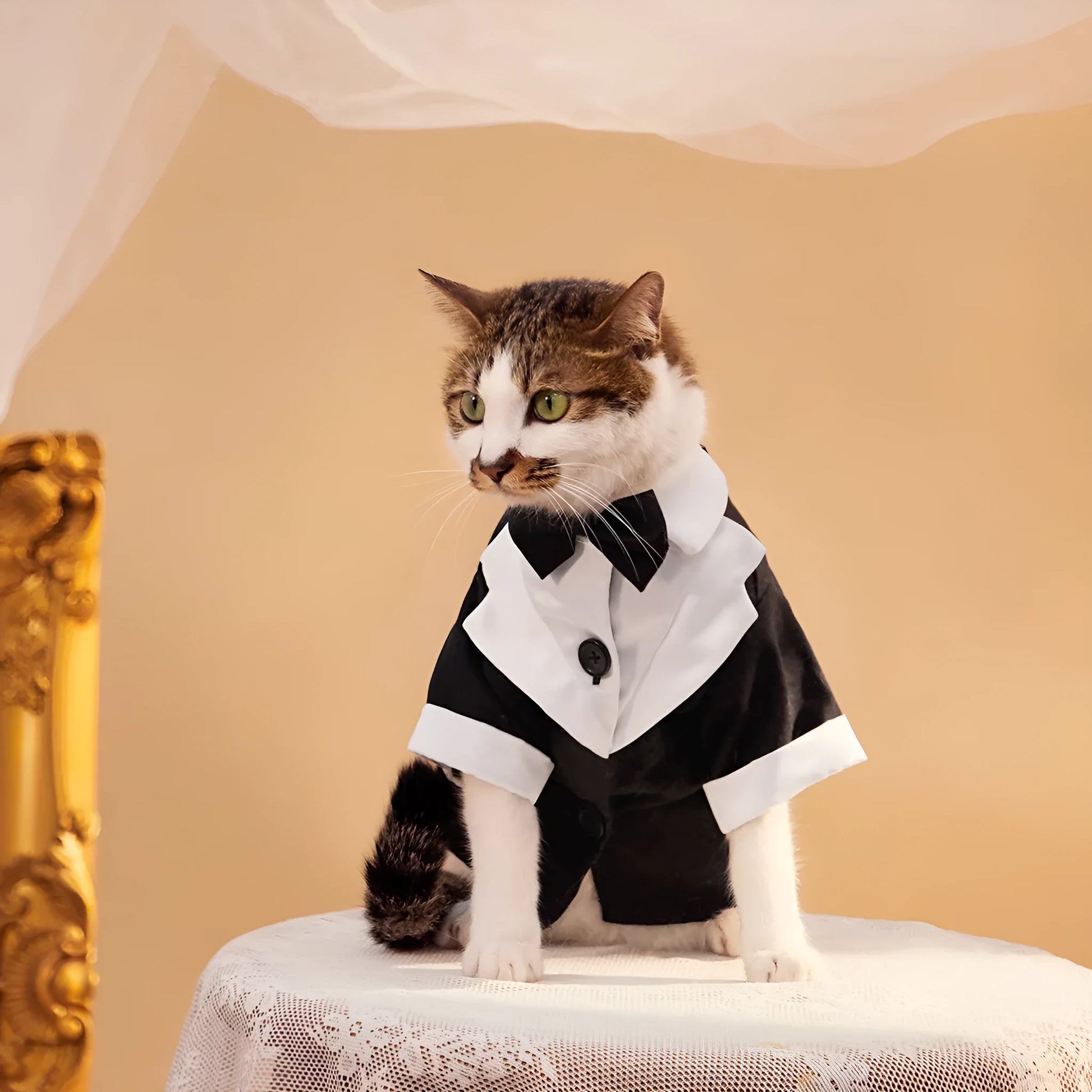 A dog wearing a black Chinese-style gentleman four-legged suit for weddings.
