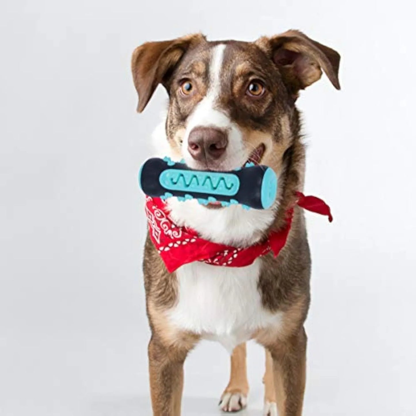 15cm natural rubber dog dental chew toy in four colours for plaque removal
