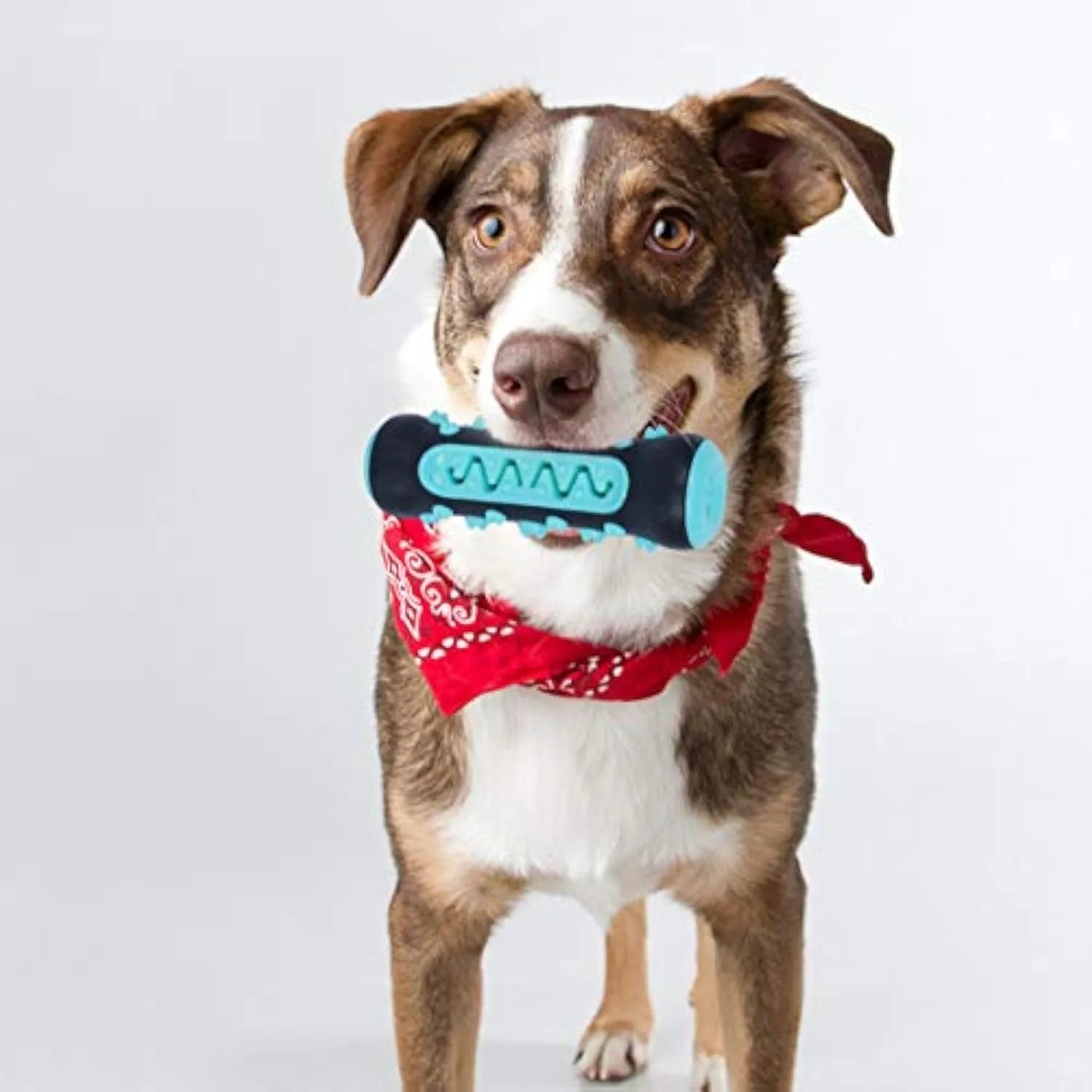 15cm natural rubber dog dental chew toy in four colours for plaque removal