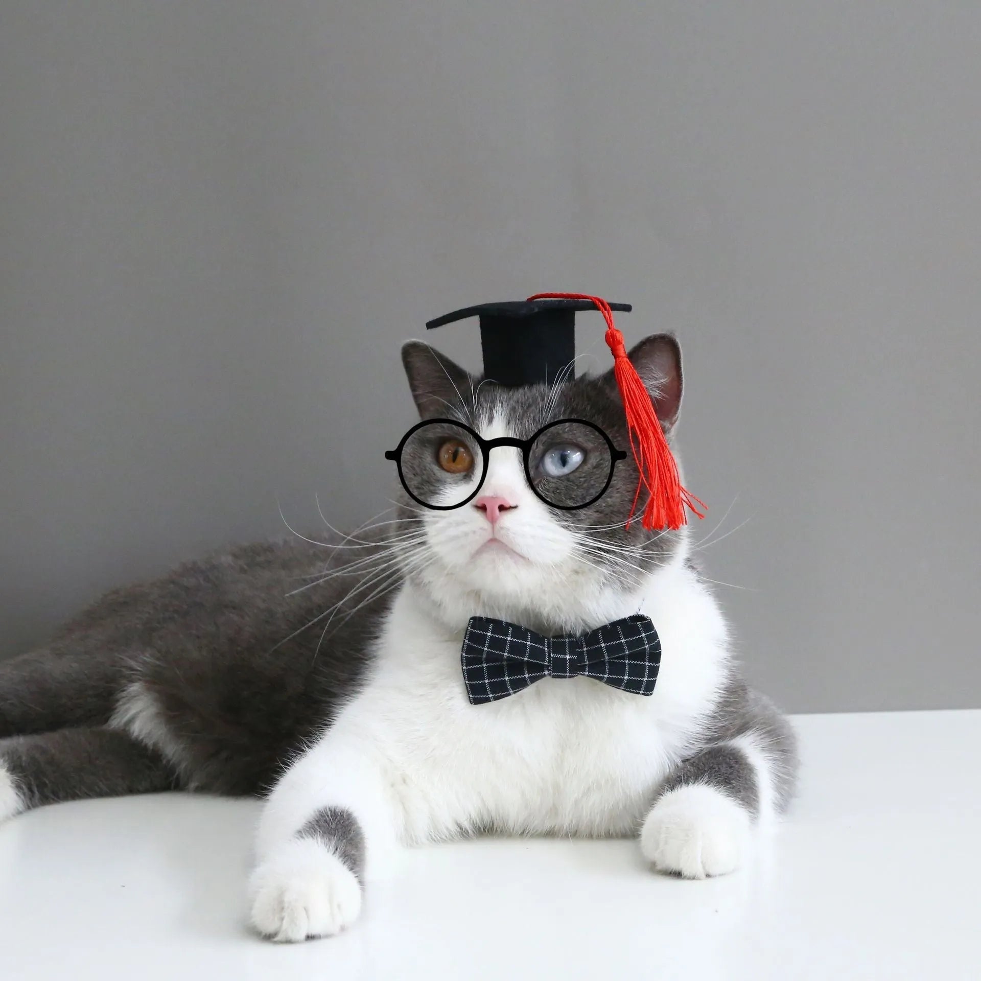 Pet hair band with bow tie in British style, 18cm elastic circumference for pets 2.50-10.00 kg
