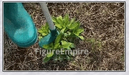 A standing weed puller tool with a long handle and 3-pronged head, designed to easily remove weeds from the root.