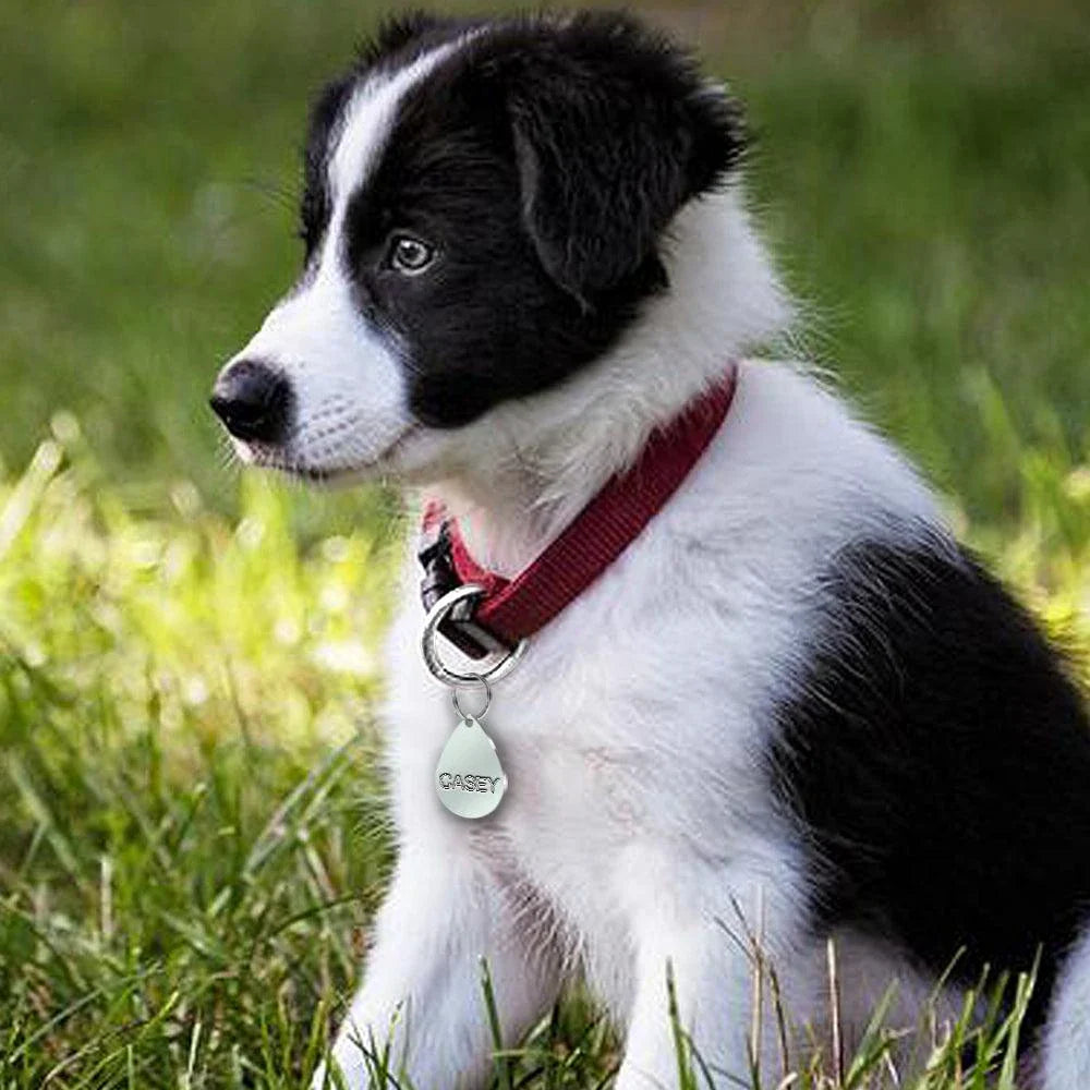 Personalized stainless steel dog tag with a creative, playful shape for unique identification and style