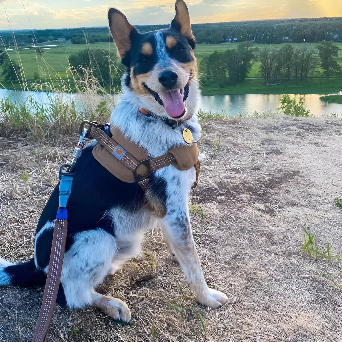 Dog training chest strap harness with reflective hand holding rope in three sizes for medium to extra large breeds