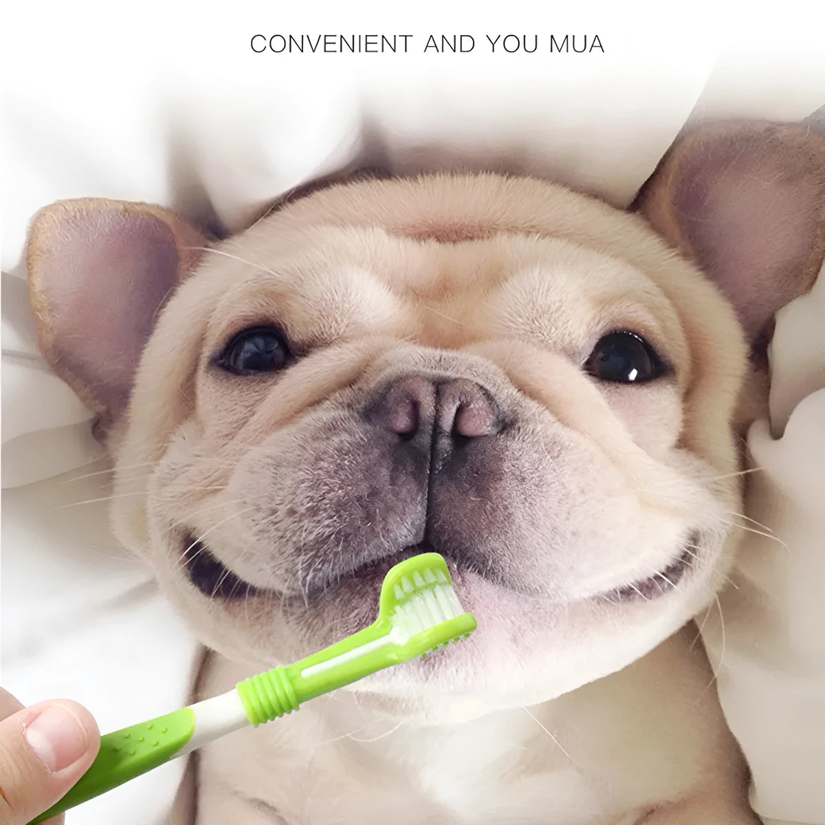 Green pet toothbrush set with three-head dog toothbrush and silicone finger brushes
