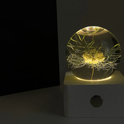 Small clear dome desktop night light with a preserved dandelion and sunflower inside, illuminated softly.