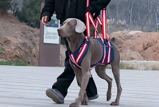 Blue nylon dog harness with adjustable straps and quick-release buckles for elderly pets