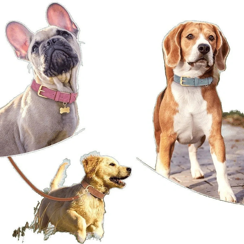 Double-layer leather dog collar with mohair lining in rose red, brown, and blue colours with matching lead