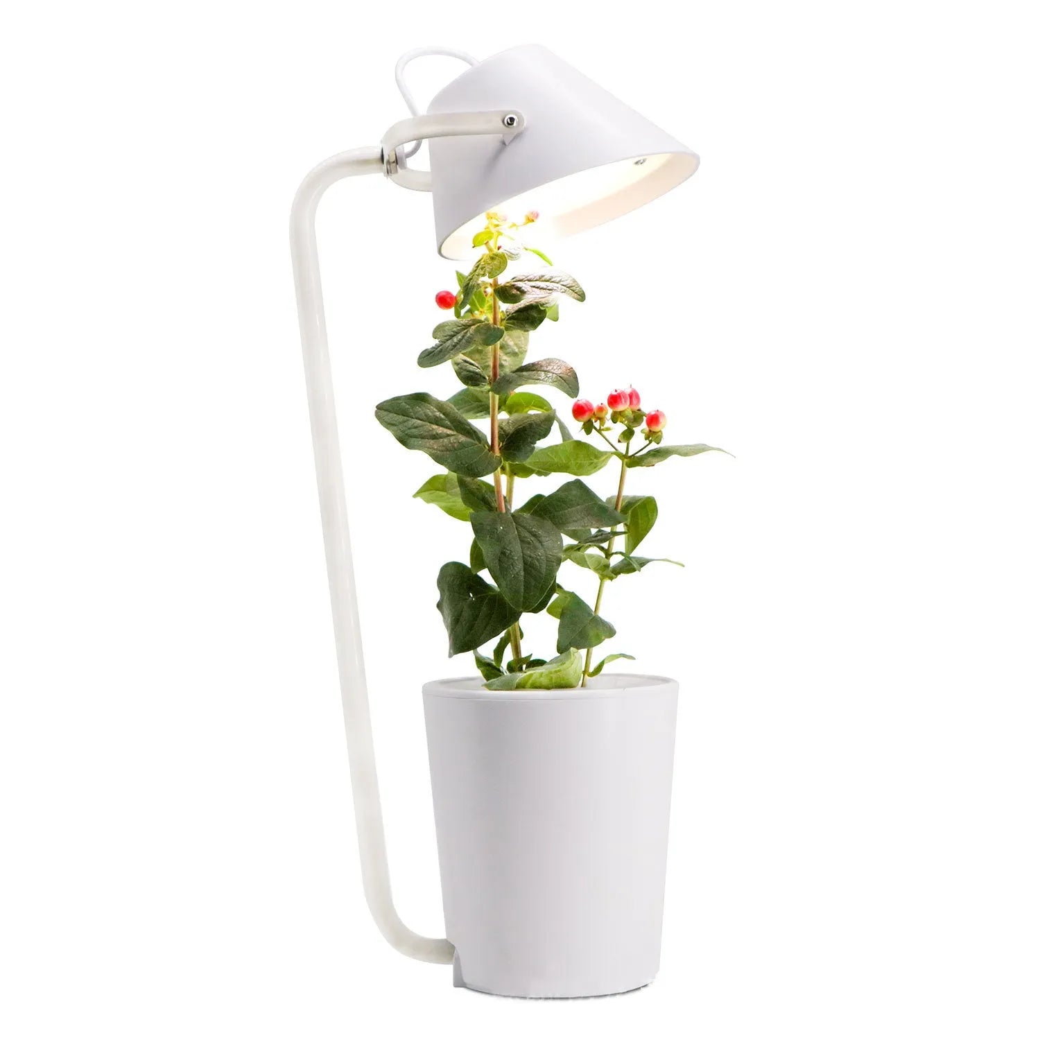 White plastic hydroponic container for desktop soilless plant cultivation with international size compliance