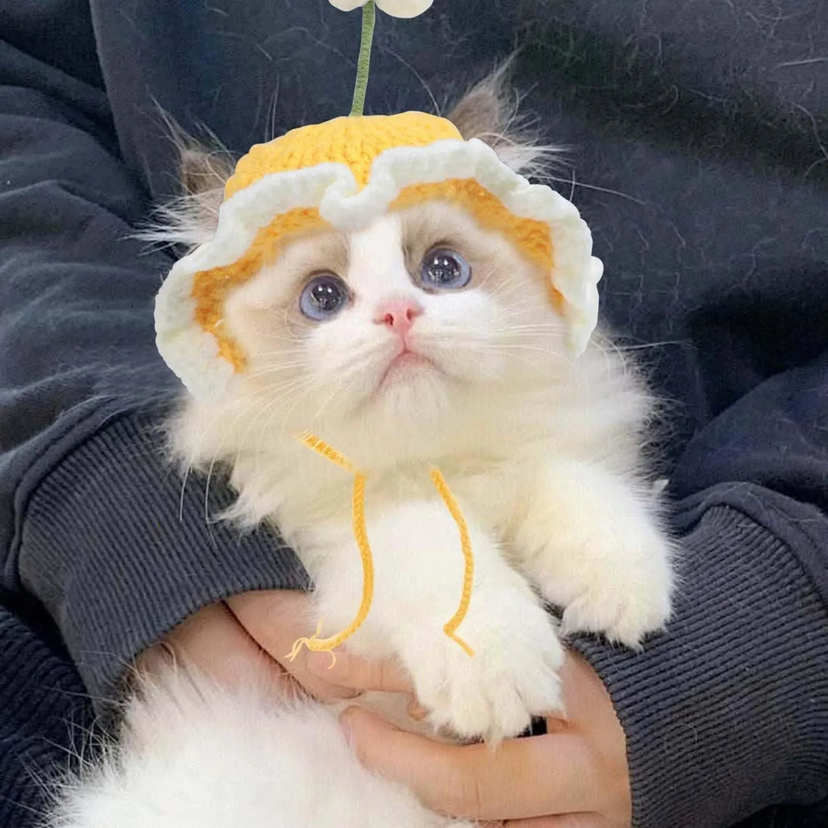 Green knitted cat hat on a kitten, showing soft fabric and cute design for parties.