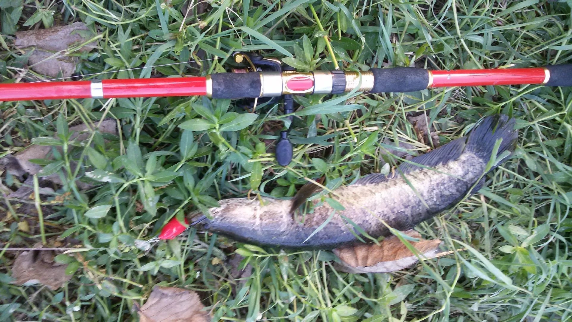 Blue PVC bait set fishing tools for durable and effective fishing