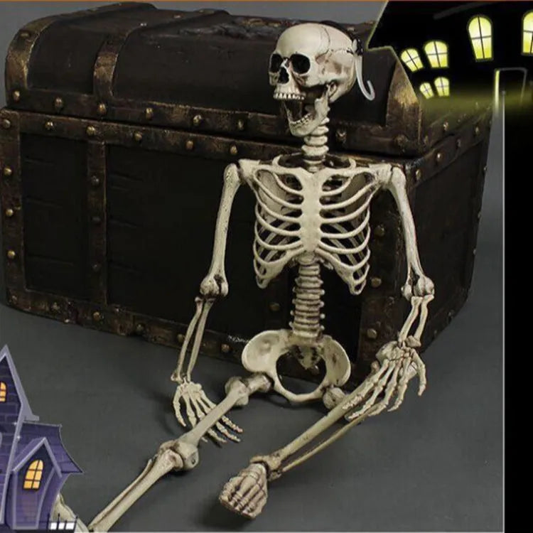 Plastic skeleton prop standing 170cm tall with detailed skull and articulated joints for anatomical study
