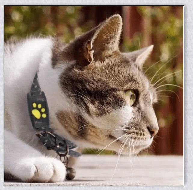 Smart GPS Cat Collar with real-time tracking, waterproof design, and long-lasting battery life