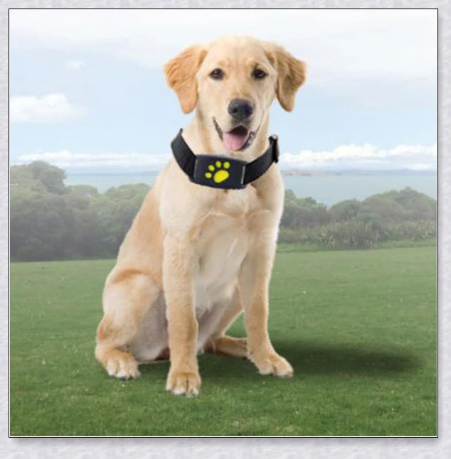 Smart GPS Cat Collar with real-time tracking, waterproof design, and long-lasting battery life