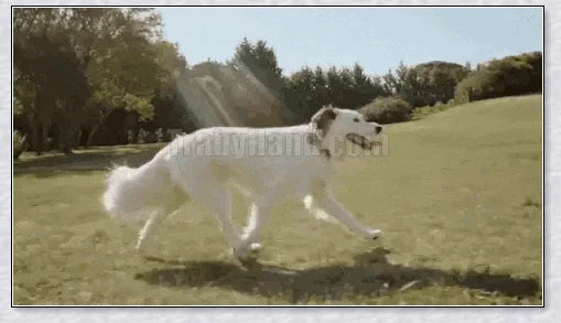 Pets GPS Tracker and Activity Monitor for Dogs and Cats with Waterproof Housing and Real-Time Location Tracking