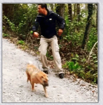 Hands Retractable Dog Leash with adjustable wrist strap and 3M reflective strip for visibility and hands-free control