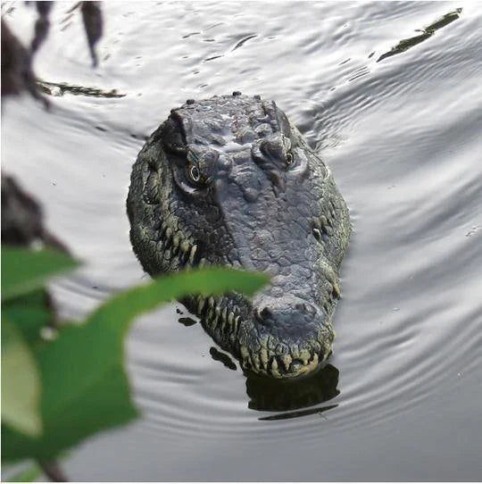 Crocodile Head Remote Control Boat - Realistic and Lifelike Water Toy with 2.4GHz Transmitter and Dual Propellers