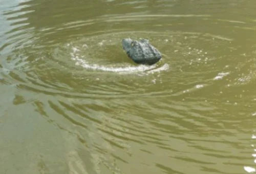 Crocodile Head Remote Control Boat - Realistic and Lifelike Water Toy with 2.4GHz Transmitter and Dual Propellers