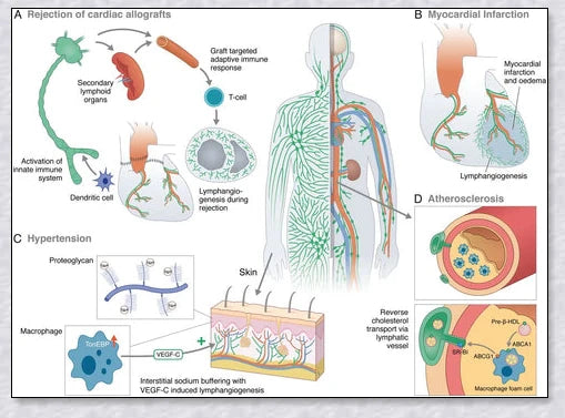 A stylish magnetic bracelet designed to stimulate lymphatic drainage and improve overall circulation for better health and wellness.