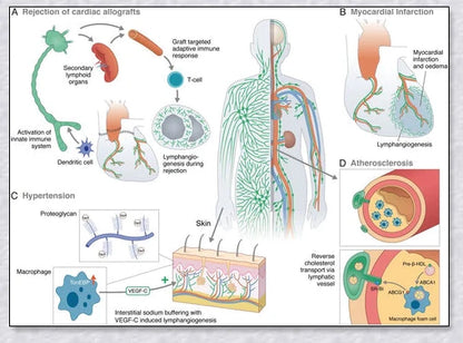 A stylish magnetic bracelet designed to stimulate lymphatic drainage and improve overall circulation for better health and wellness.