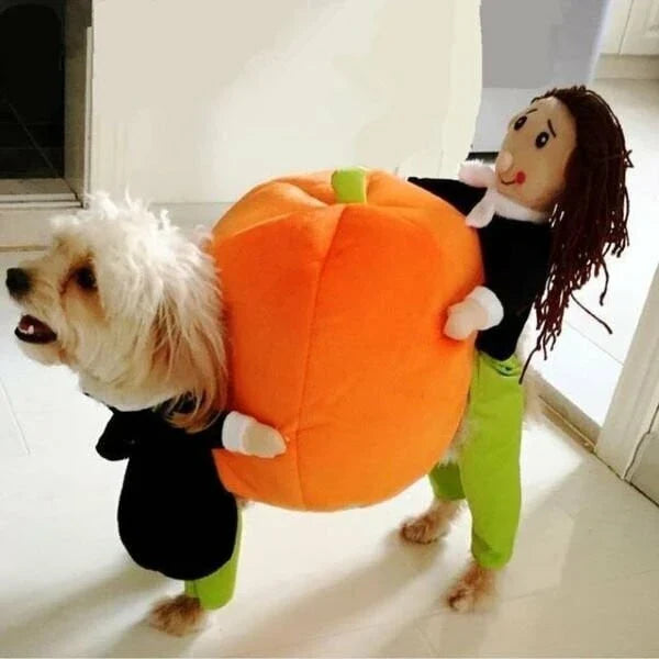 Adorable dog and cat wearing pumpkin-carrying costumes for Halloween