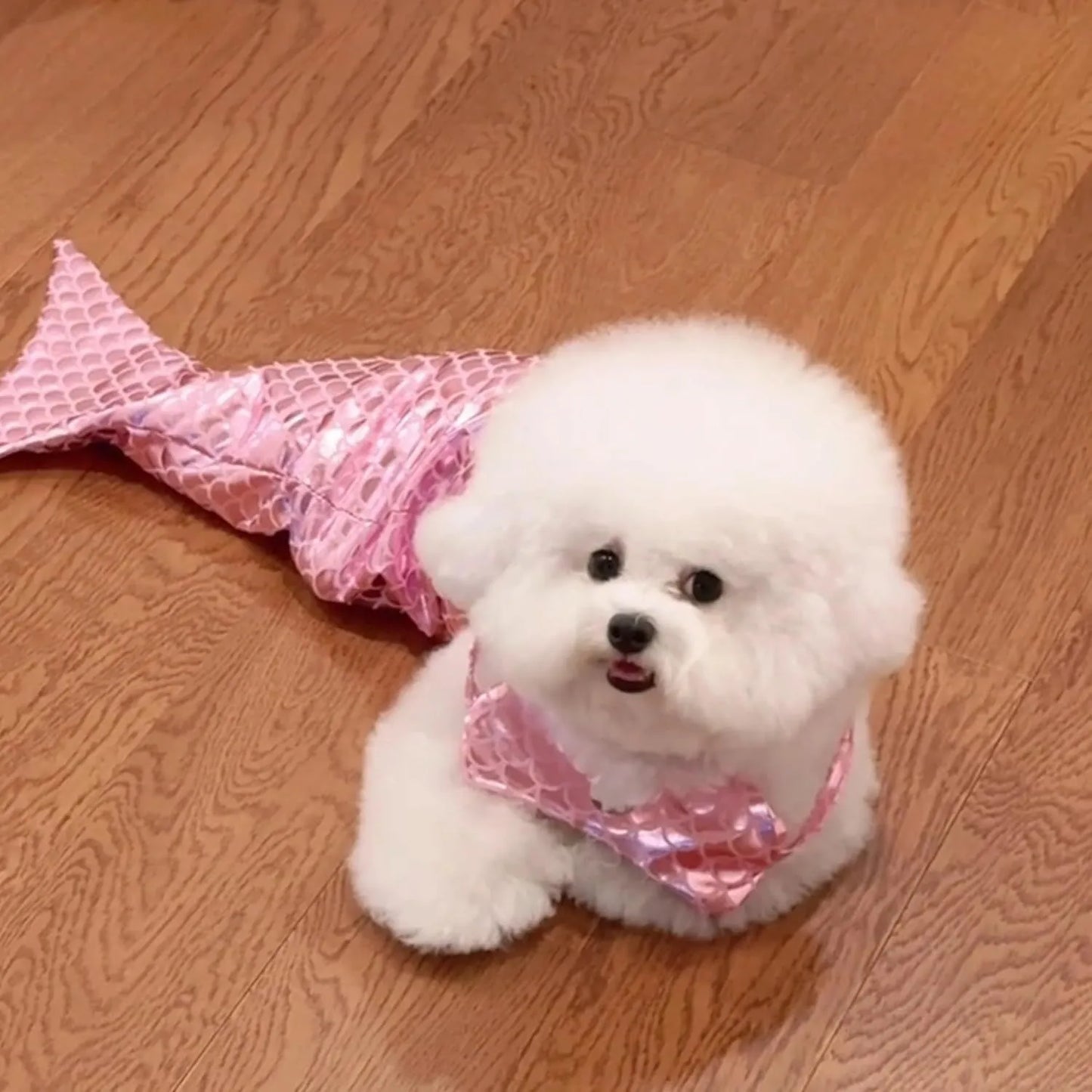 Blue pet mermaid costume with fish tail on a cat, showing scale detail and chest strap.