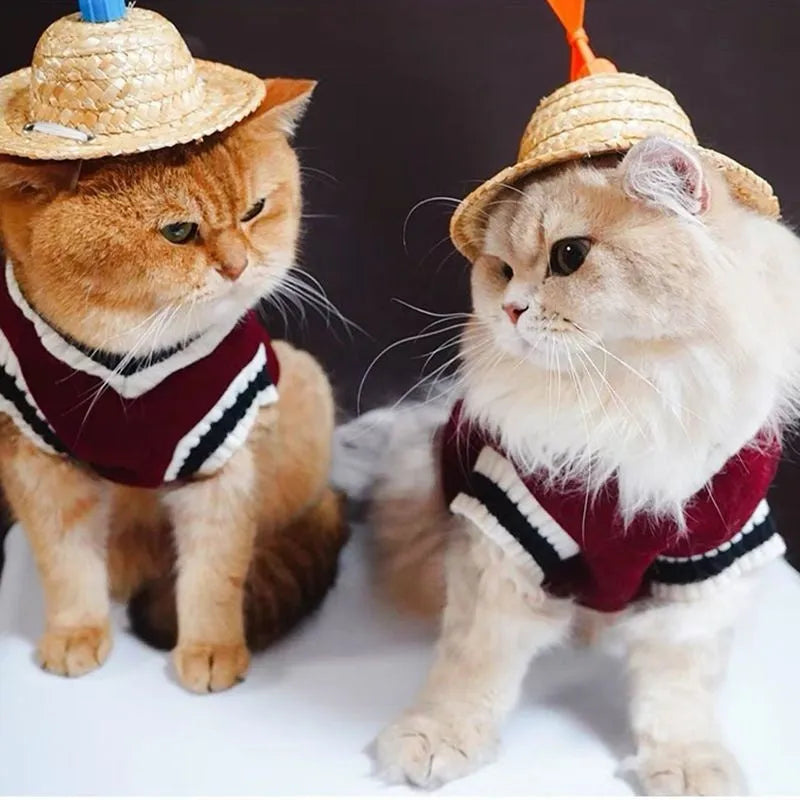Cat wearing winter jumper with silver gradual collar in college style design