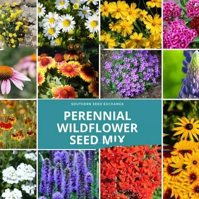 Purpleflower Holly Leaf cold and drought resistant wildflower seeds packaging
