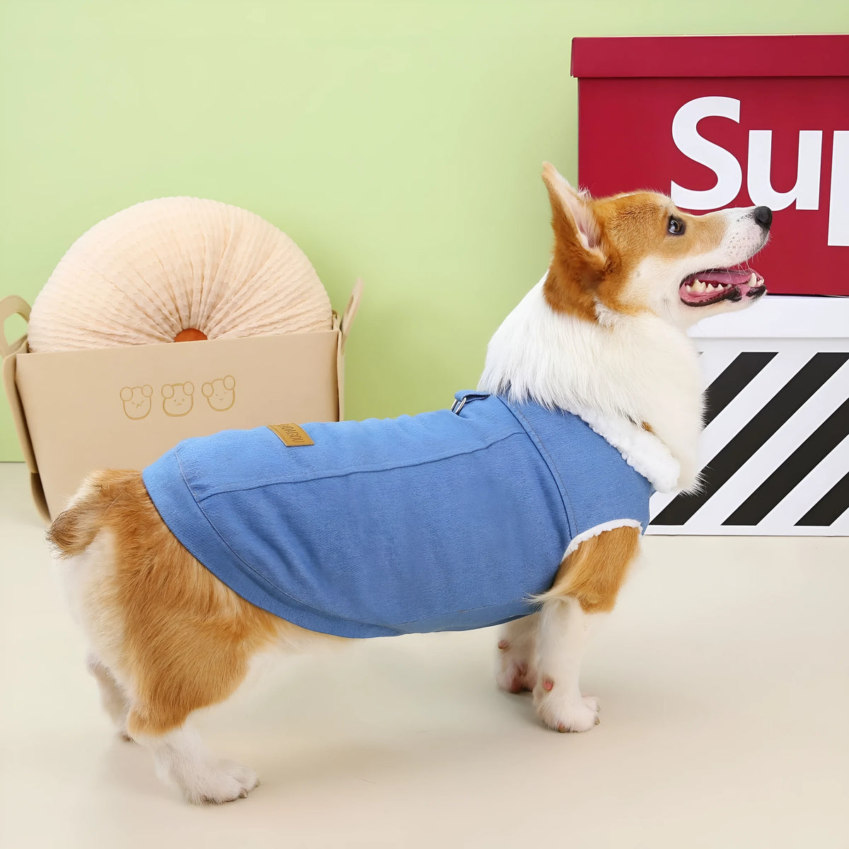Dark blue denim cotton coat for corgi dog on mannequin, showing button front and full coverage design