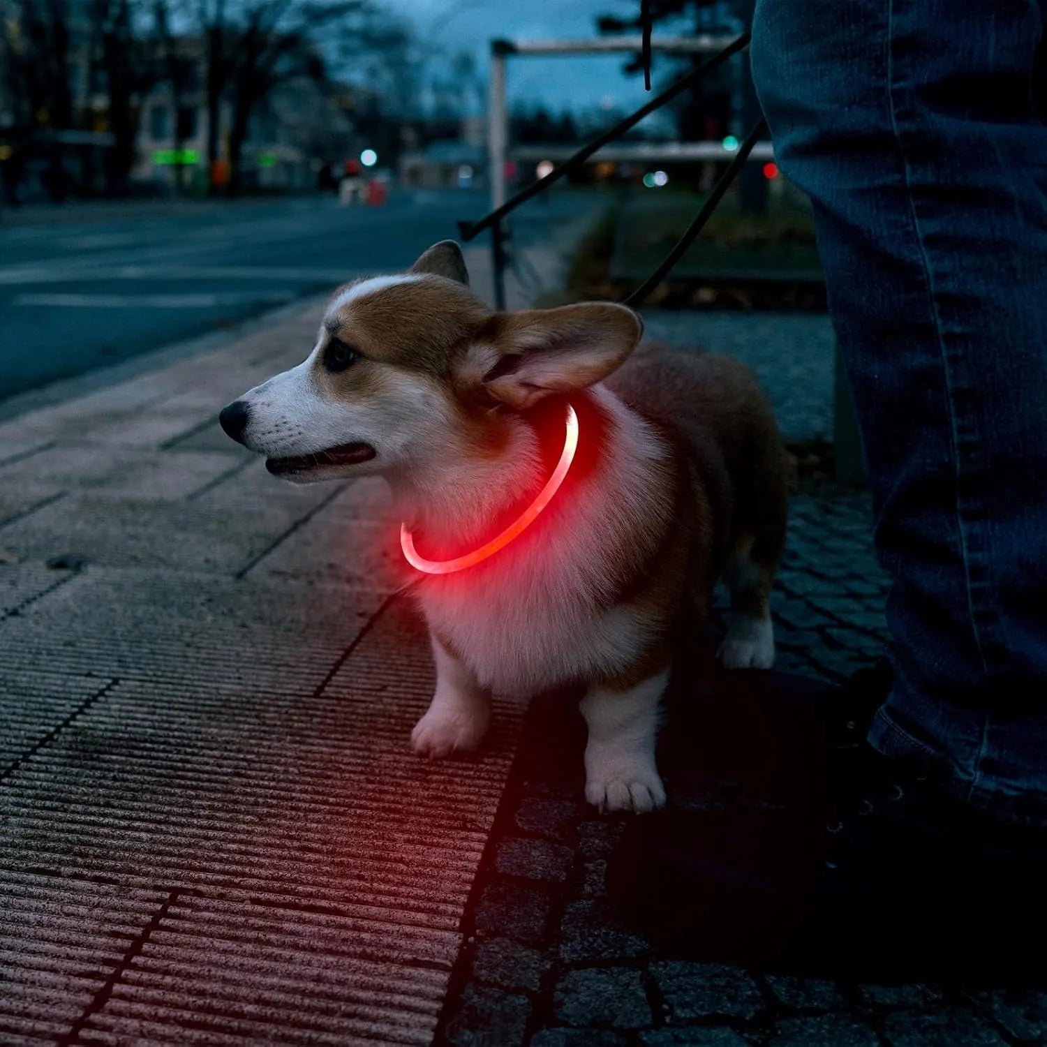 USB-rechargeable LED dog collar with blue glow, adjustable 70cm length, and three flash modes for pet safety.