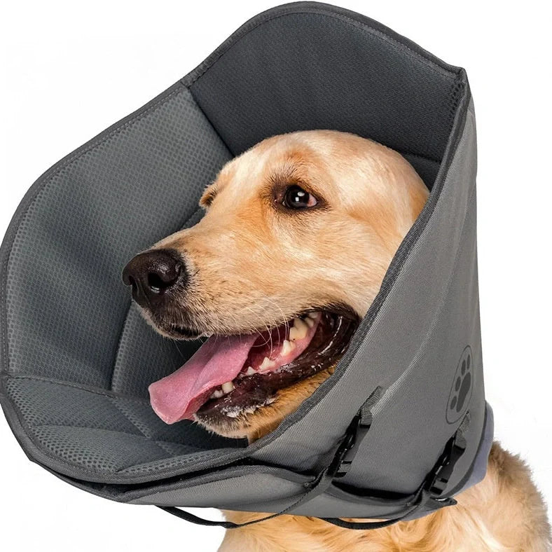 Adjustable pet sterilisation collar showing buckle closure and polyester material texture