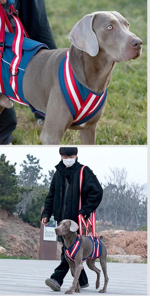 Blue nylon dog harness with adjustable straps and quick-release buckles for elderly pets