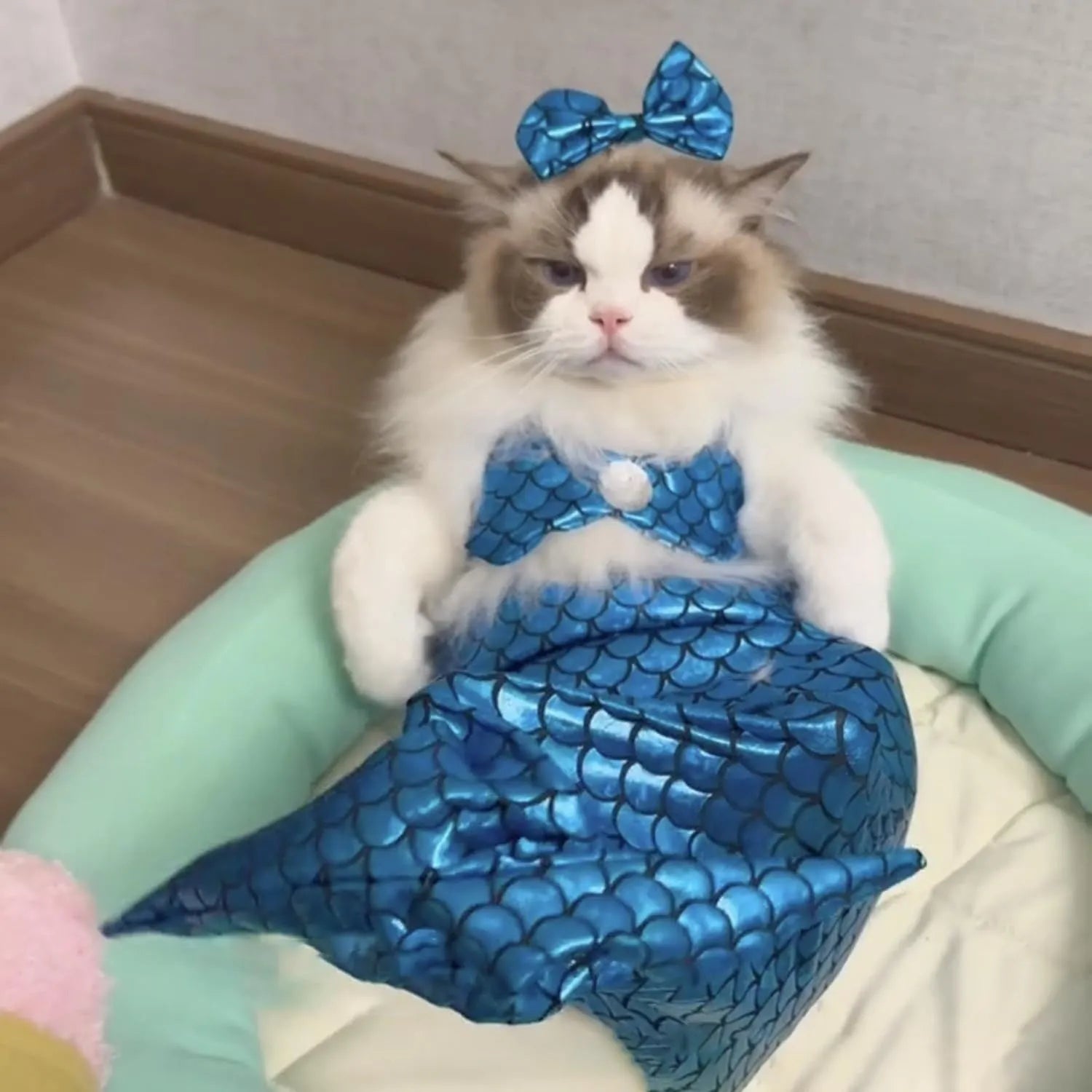 Blue pet mermaid costume with fish tail on a cat, showing scale detail and chest strap.