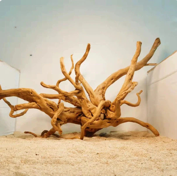 Xiaoqi root natural wood aquarium ornament resembling azalea root with branching texture