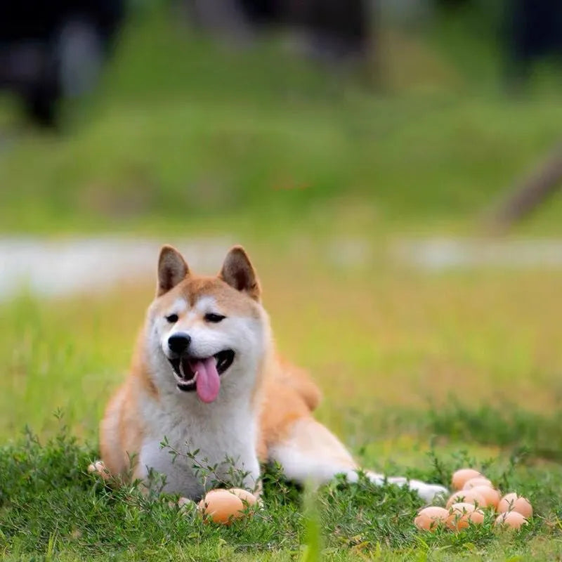 Pink rubber simulation egg dog toy with a textured surface for chewing.