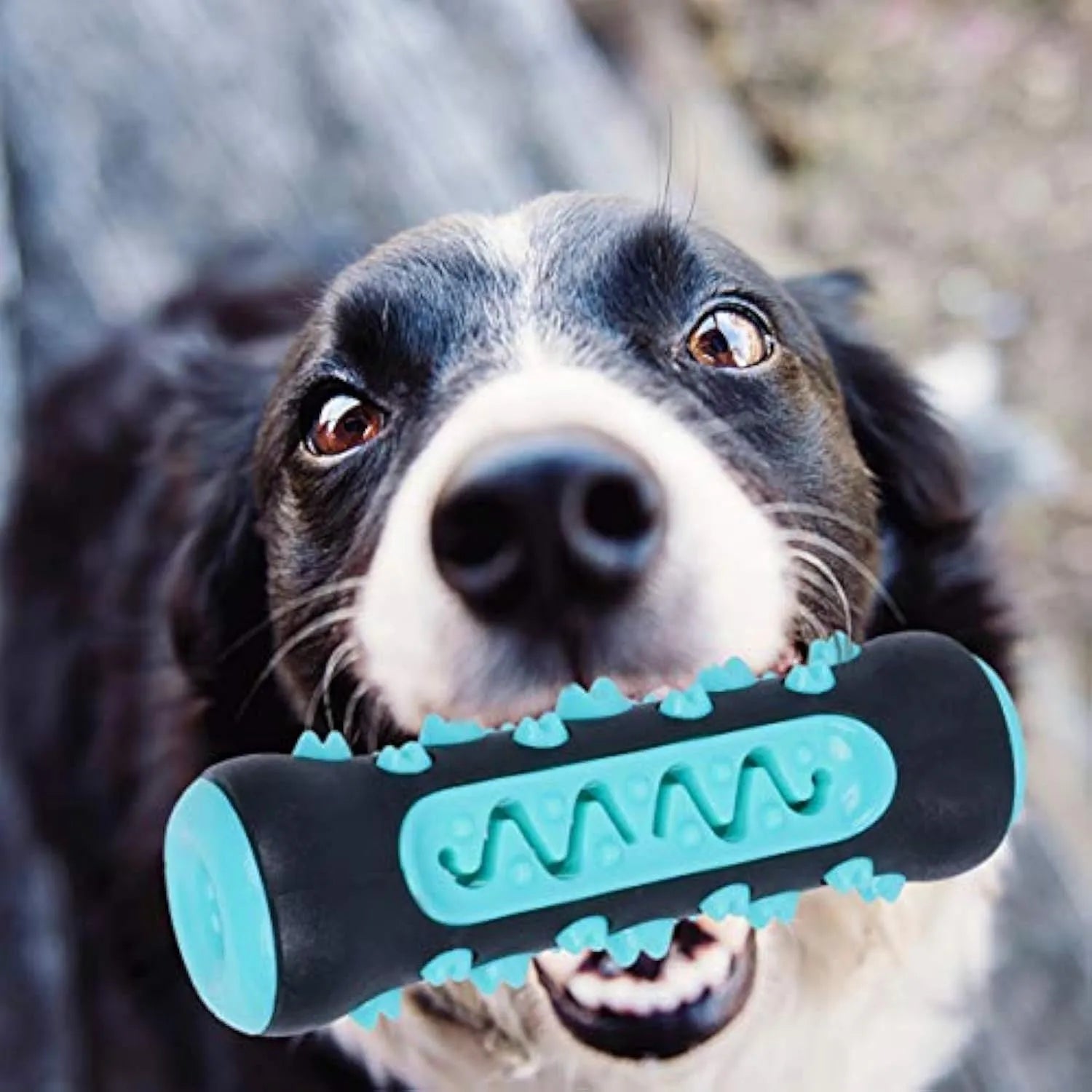 15cm natural rubber dog dental chew toy in four colours for plaque removal