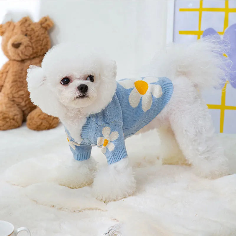 Small dog wearing a blue knitted polyester jumper for autumn and winter