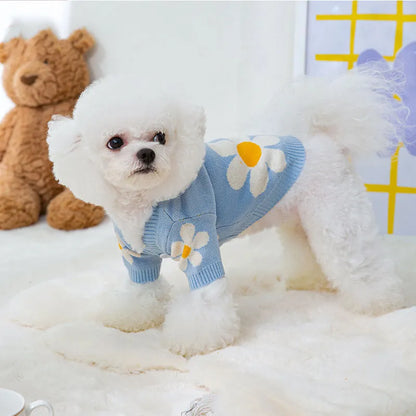 Small dog wearing a blue knitted polyester jumper for autumn and winter
