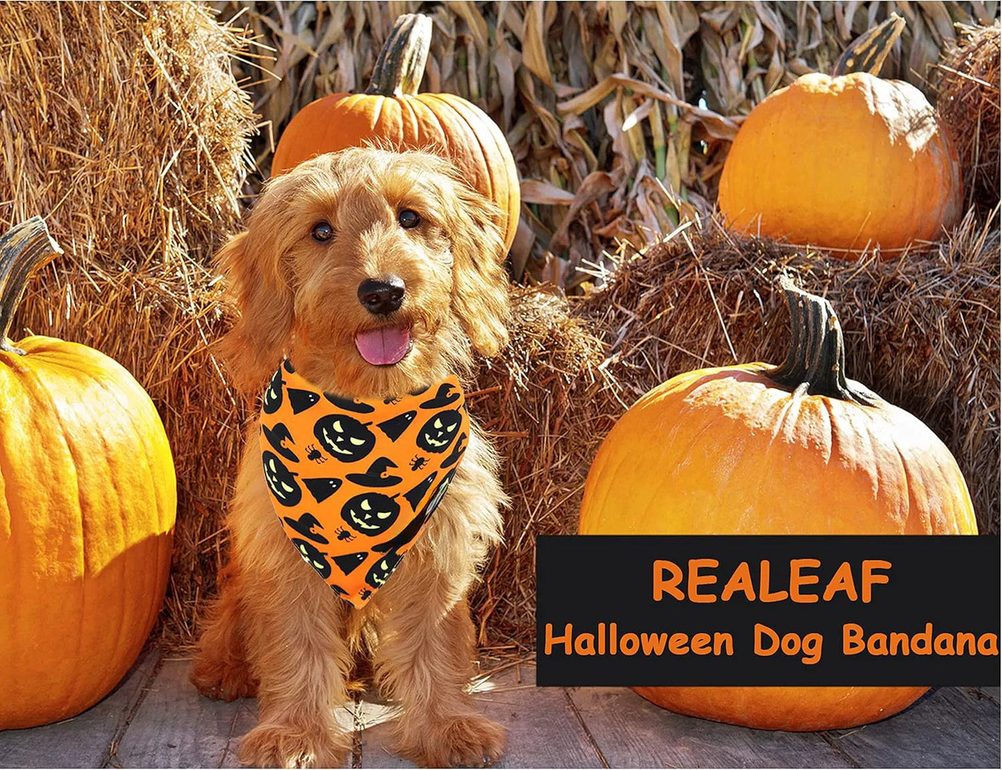 Black and orange reversible Halloween dog bandana with pumpkin and spider web print laid flat