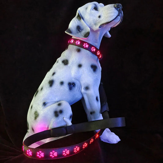 Black LED dog collar showing seven coloured lights with USB charging port visible
