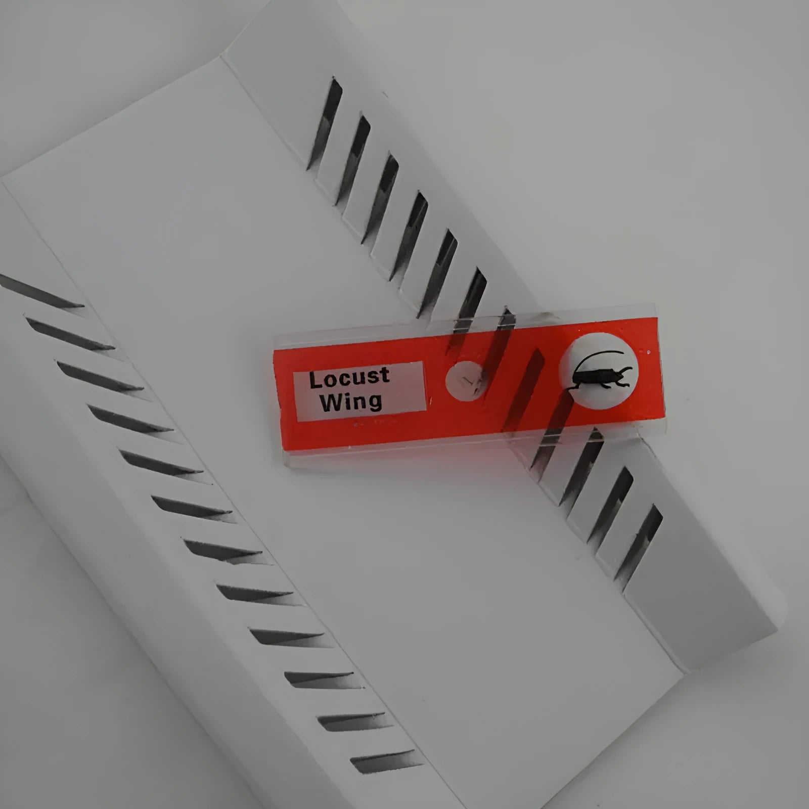 Set of coloured plastic microscope slides for children with prepared plant and animal specimens.