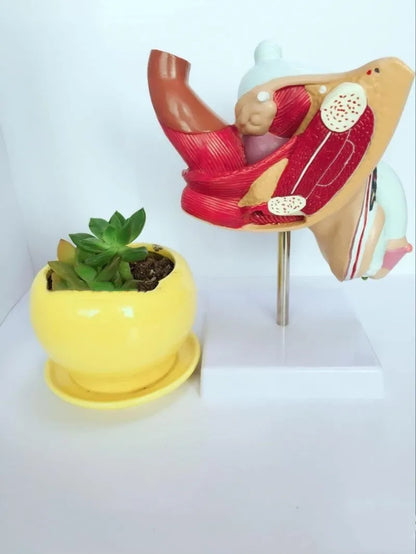 Male reproductive pathology anatomical model showing diseases in plastic construction