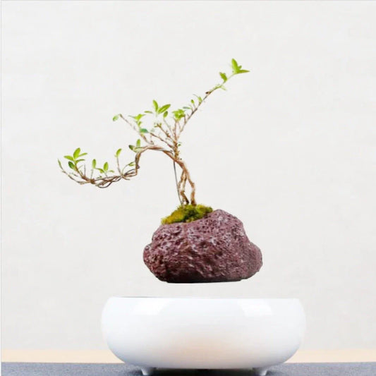 Magnetic levitation potted plant ornament floating bonsai at 15 mm in white stripes, plastic base with 12V power