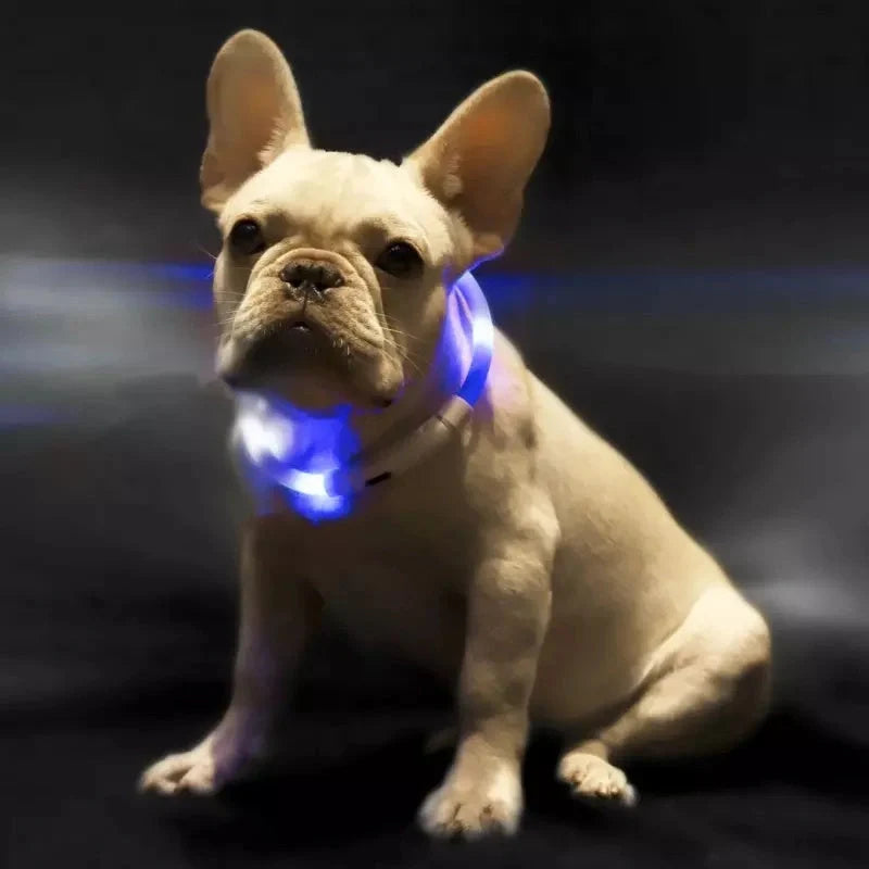 Blue LED Pet Light Collar for dogs with adjustable modes and USB charging