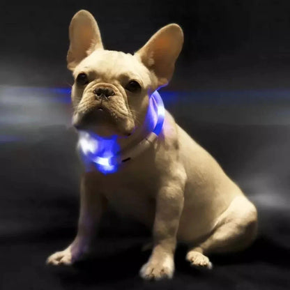 Blue LED Pet Light Collar for dogs with adjustable modes and USB charging