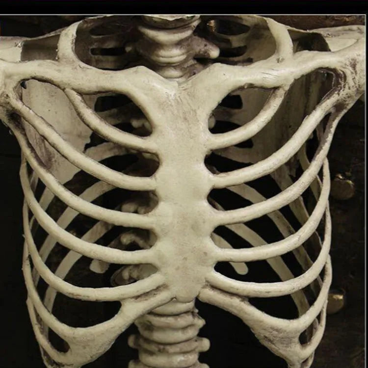Plastic skeleton prop standing 170cm tall with detailed skull and articulated joints for anatomical study