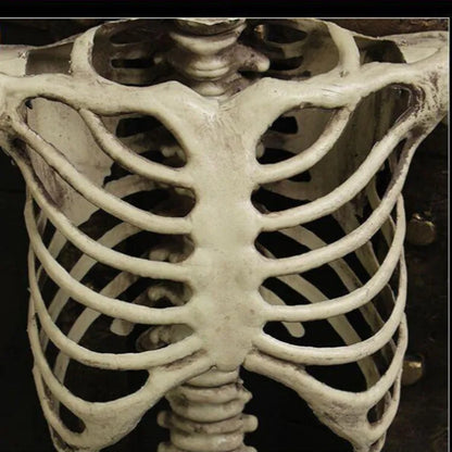 Plastic skeleton prop standing 170cm tall with detailed skull and articulated joints for anatomical study