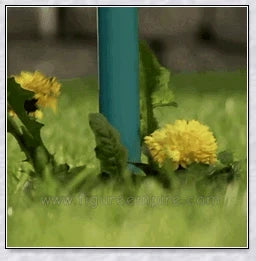 The Standing Plant Root Remover - an innovative gardening tool with a long handle and 3-pronged design for easy, backache-free weed removal