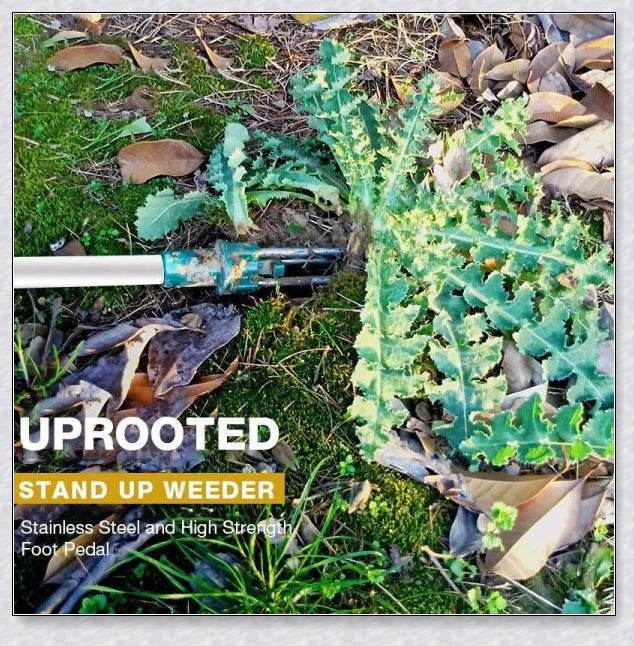 The Standing Plant Root Remover - an innovative gardening tool with a long handle and 3-pronged design for easy, backache-free weed removal