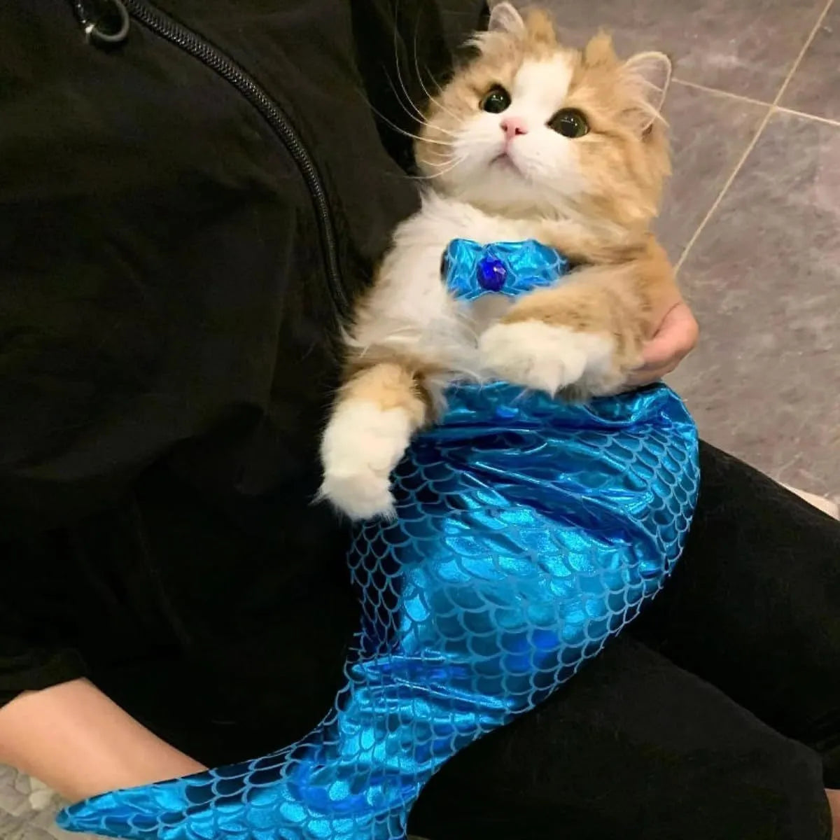 Blue pet mermaid costume with fish tail on a cat, showing scale detail and chest strap.
